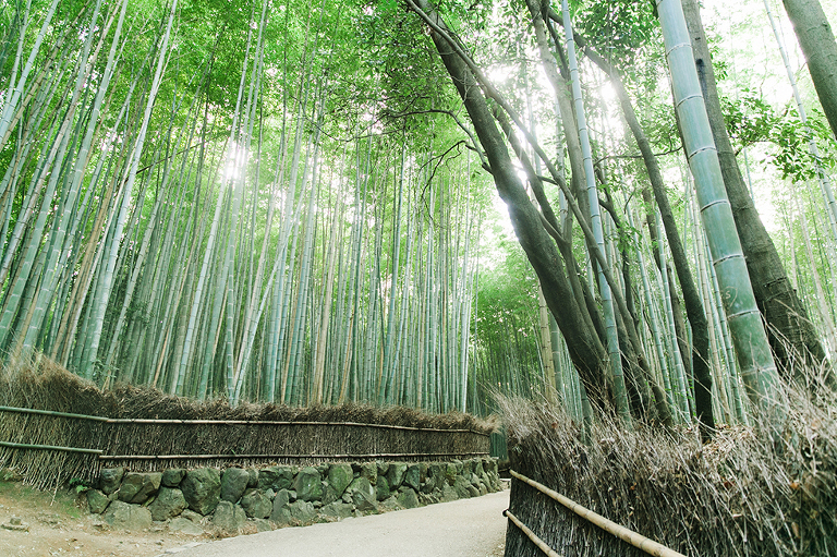 Kyoto-Japan-travel-photography-by-Courtney-Tompson-Midwest-photographer