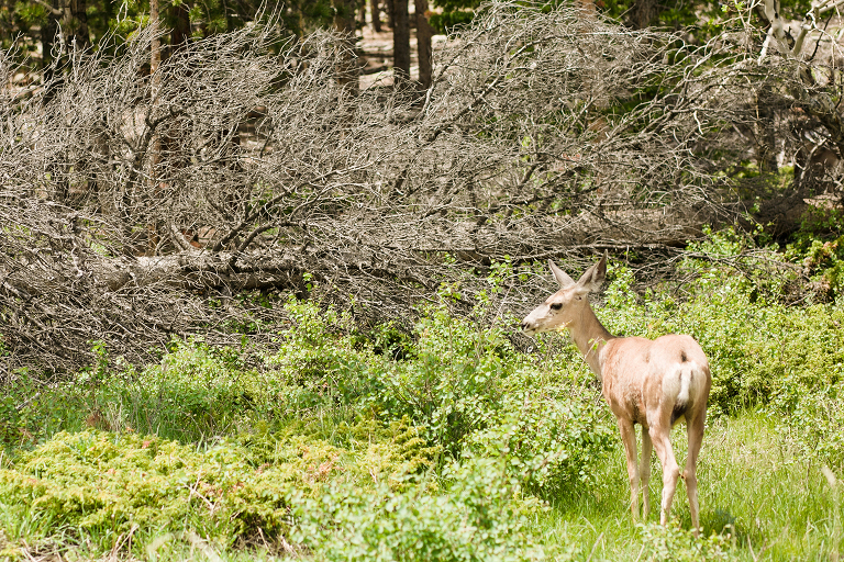 Colorado-travel-photography-by-Courtney-Tompson