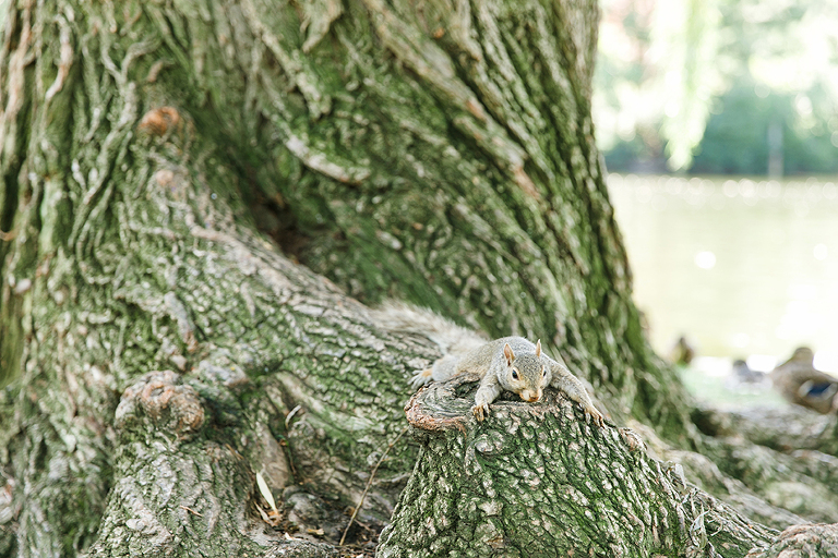 Boston-Salem-travel-photography-by-courtney-tompson